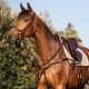 PETTORALE EVENTING ACAVALLO